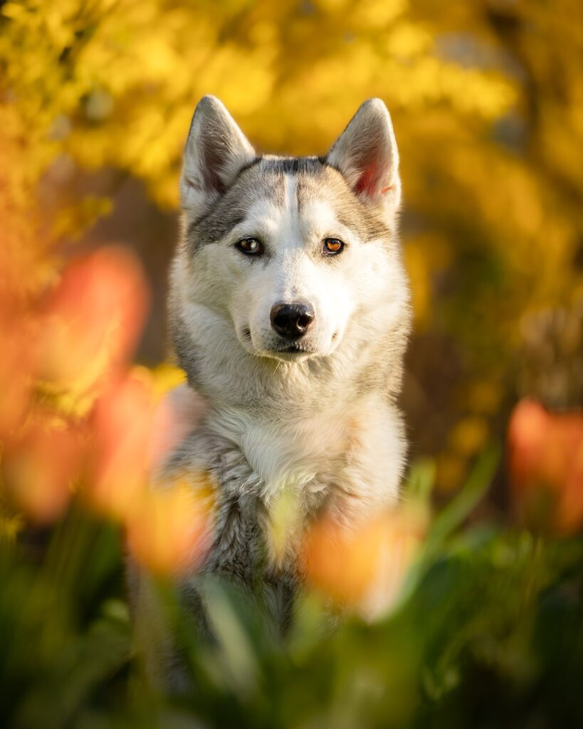 photographie d'un husky en portrait dans les tulipes en Alsace