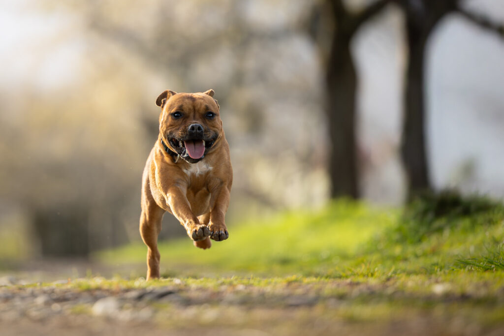 Photographie d'un chien staffy qui court au coucher du soleil