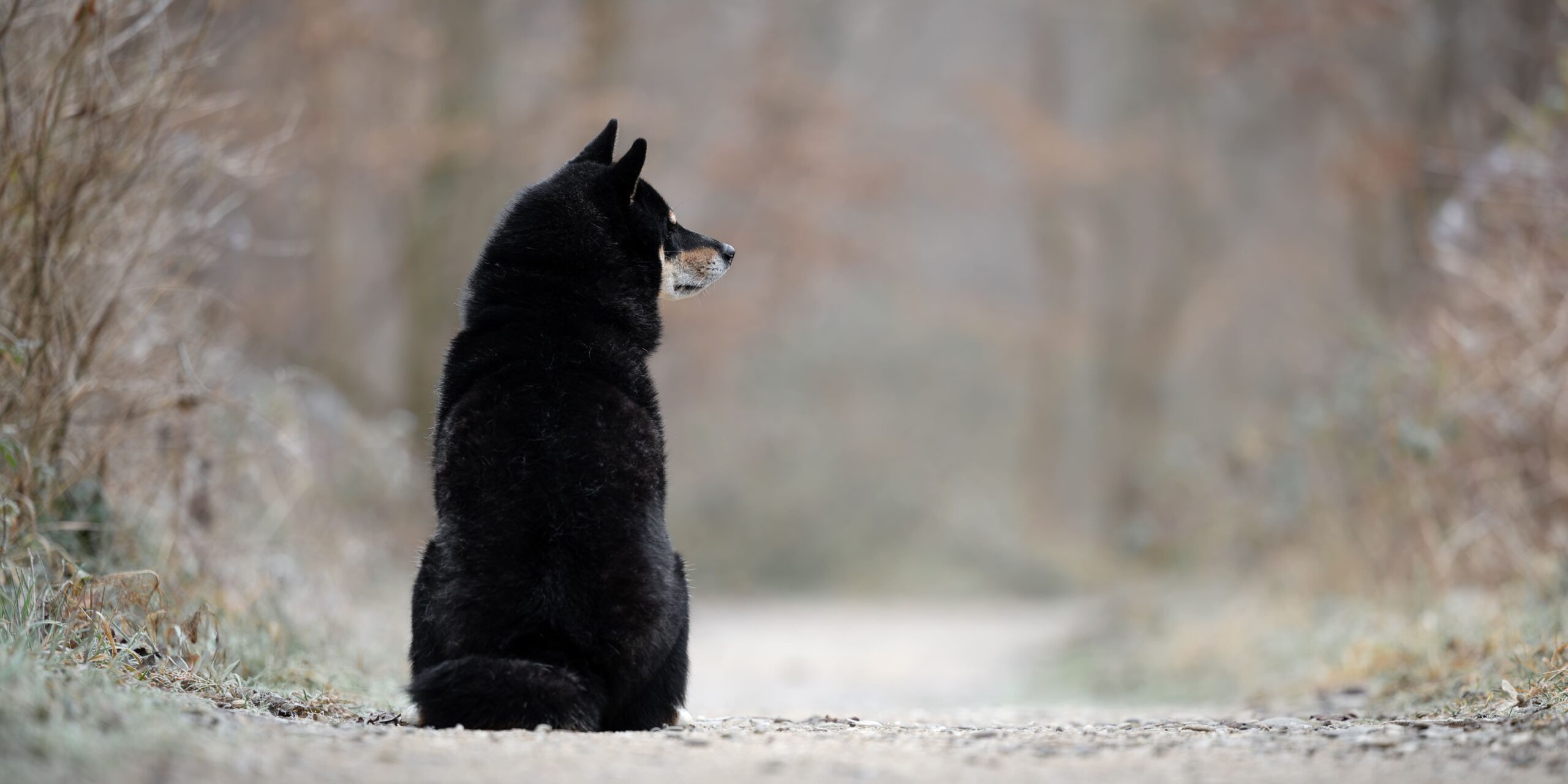 Photographie d'un shiba inu noir et feu de dos qui pose dans un décor hivernal