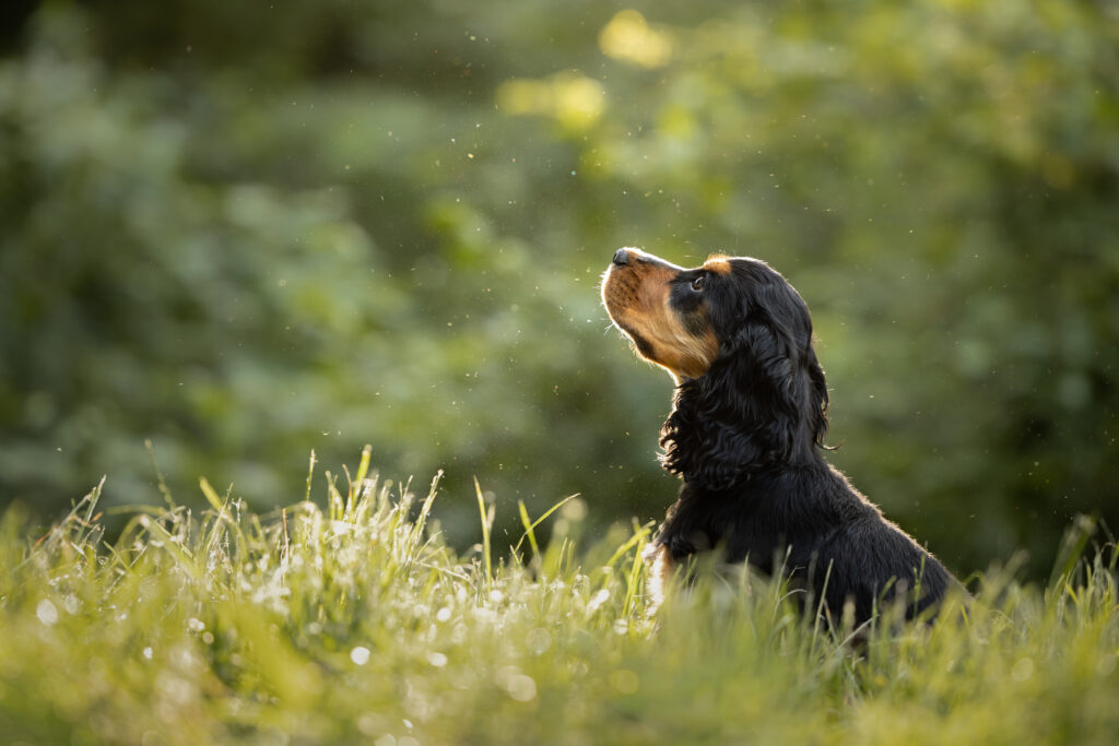 photographie d'un chiot cocker qui regarde vers le haut dans l'herbe dans le bas-rhin