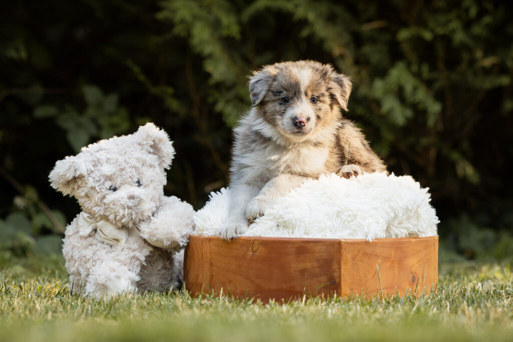 Photographie d'un chiot dans un panier avec un doudou à un élevage