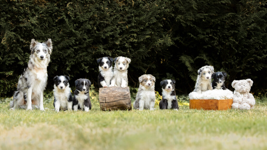 photographie d'une portée de border collie dans un élevage dans le bas-rhin