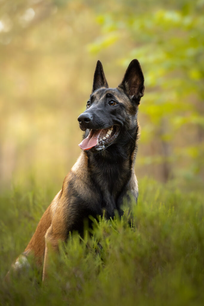 Photographie d'un portrait d'un malinois en forêt