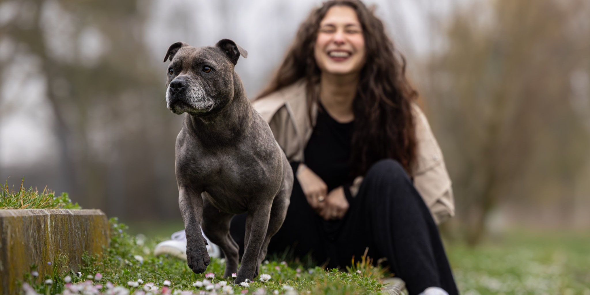 Photographie d'un staffy gris avec sa maman derrière qui rigole