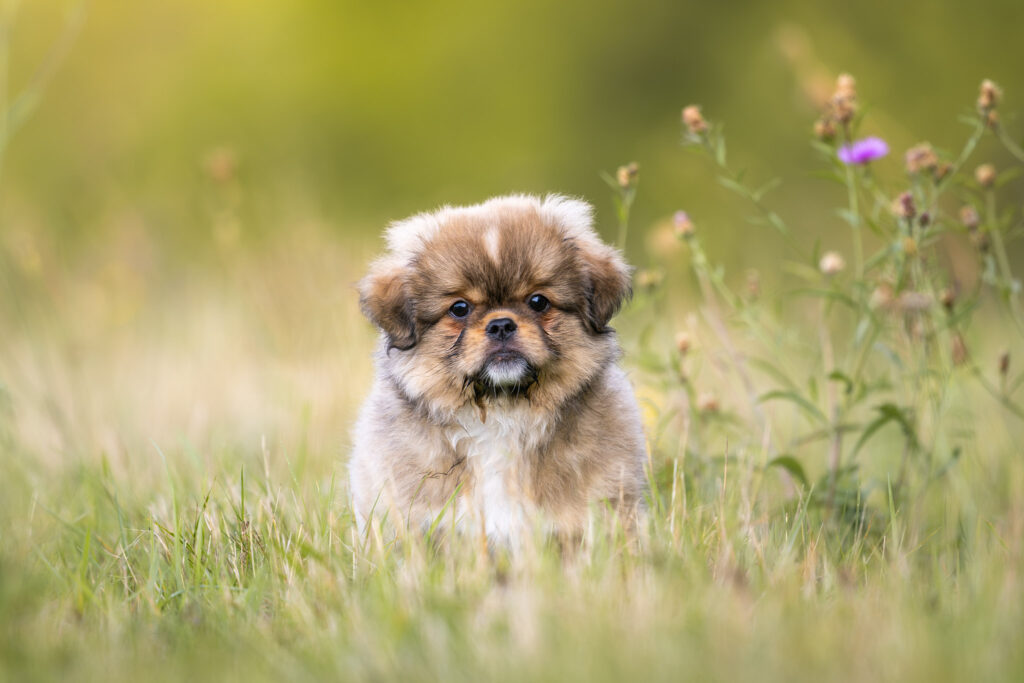 photographie d'un chiot épagneul tibétain dans l'herbe fraiche de lorraine