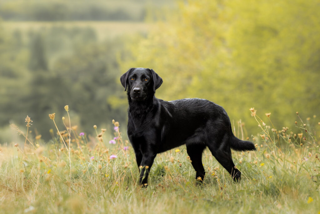 photographie d'un labrador noir debout avec le regard perçant en extérieur