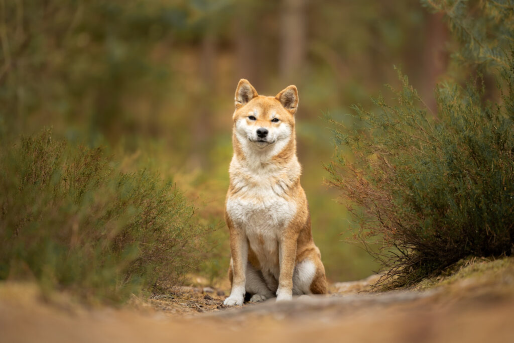 photographie d'un chien shiba inu en forêt en Alsace