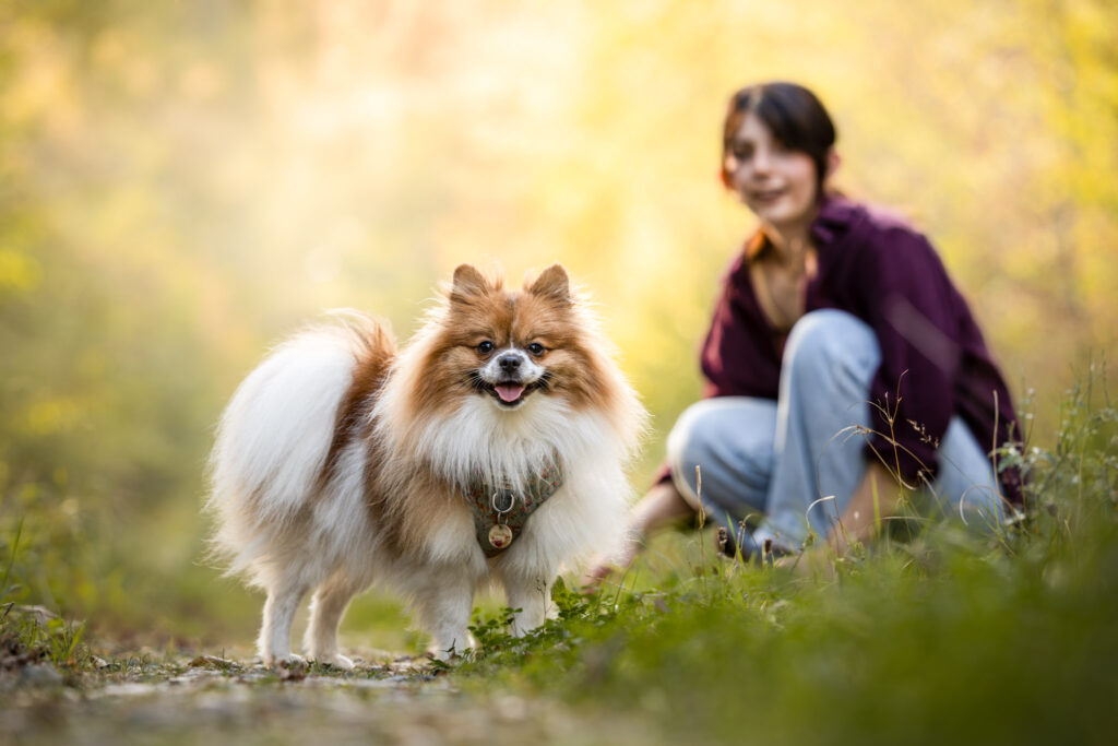 photographie d'un chien spitz en extérieur avec son maitre