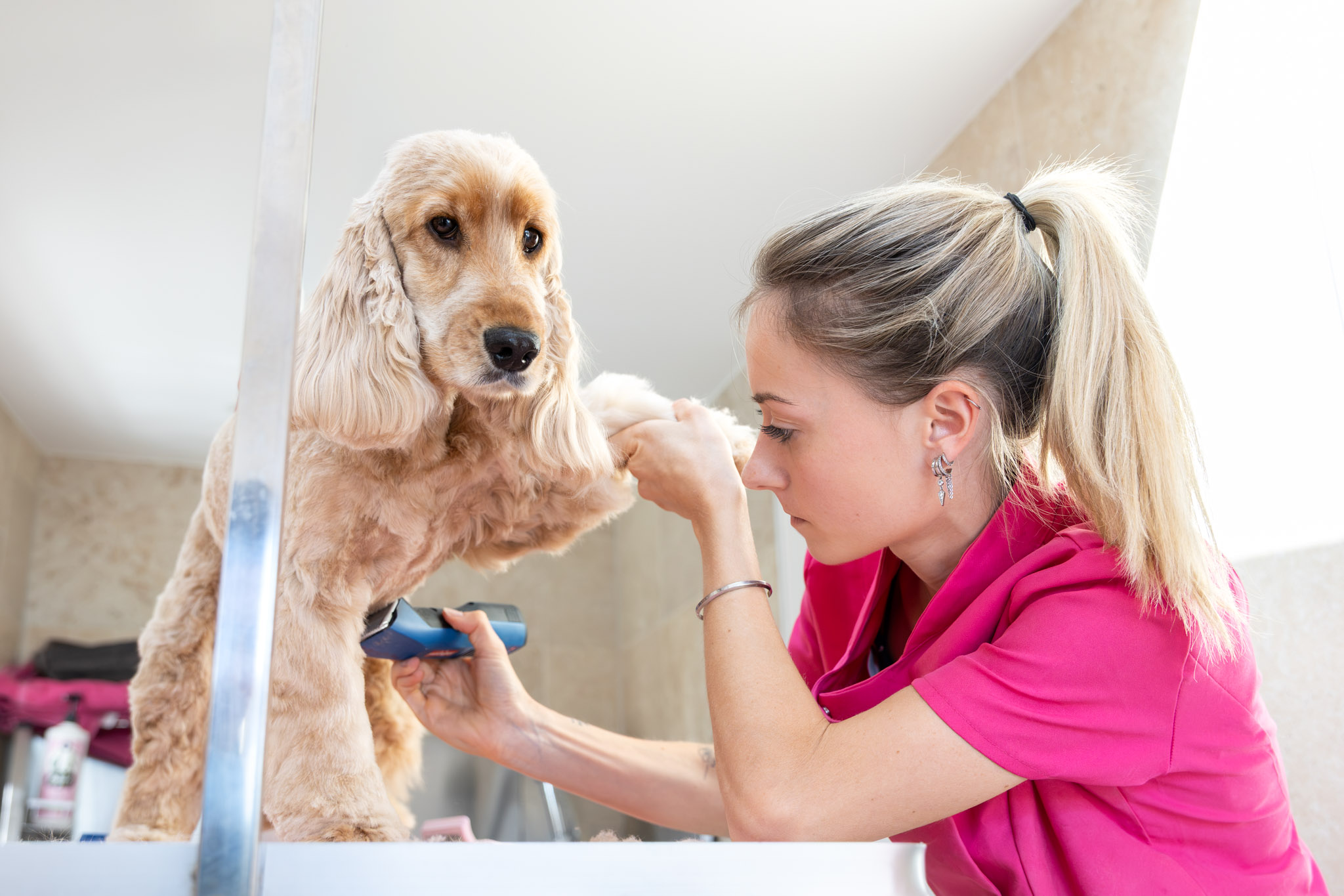 photographie d'une femme qui tond un chien cocker dans un salon de toilettage dans le bas rhin