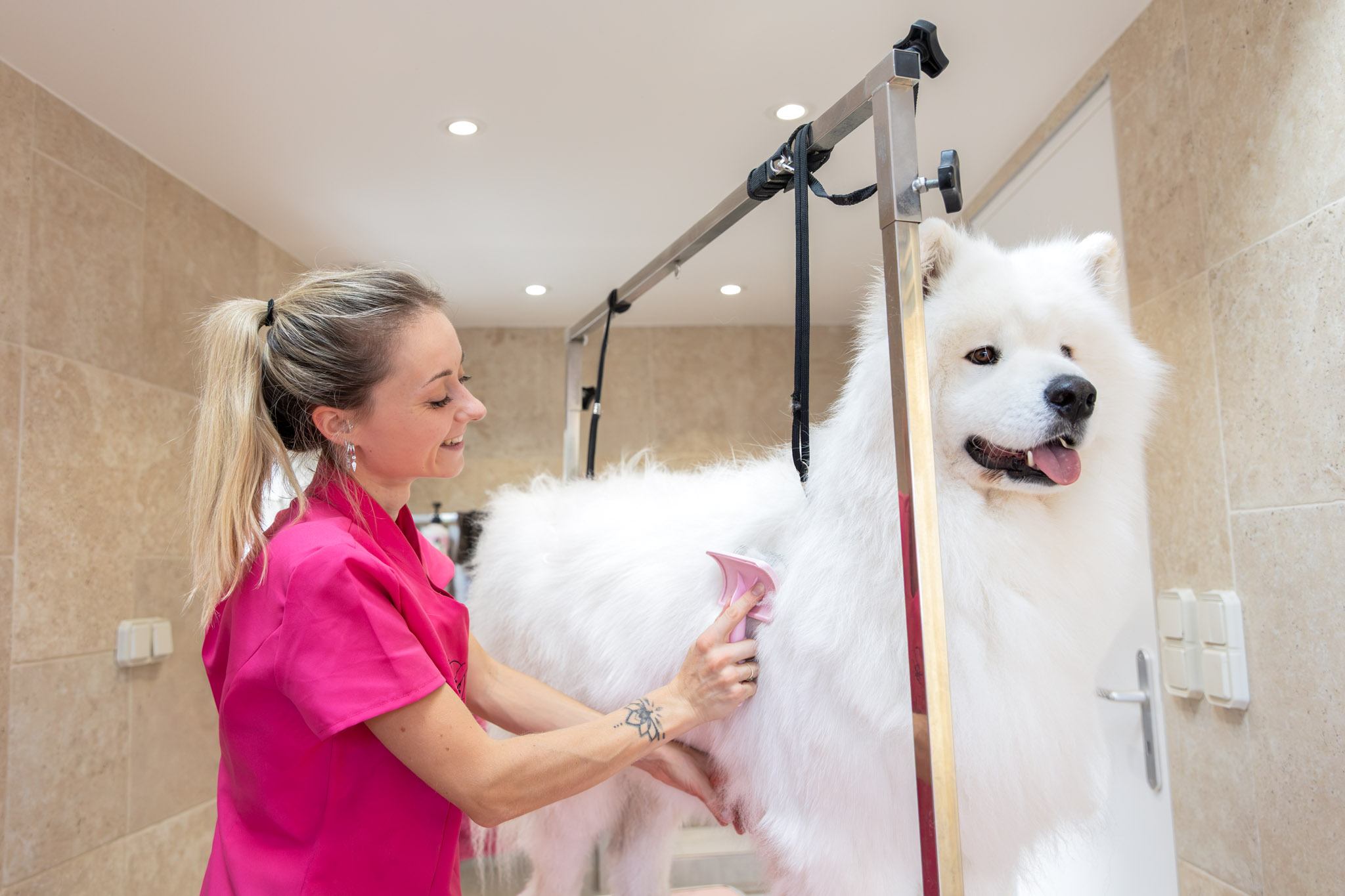 photographie d'une femme qui brosse un chien dans un salon de toilettage en alsace